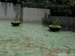 Siapa Anggota DPRD DKI yang Usul Anggaran Kolam Rp 620 Juta?