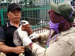 2 Ekor Elang di Aceh Dilepasliarkan Usai Dirawat BKSDA