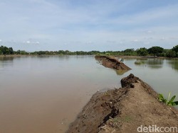 Tanggul Wedok Jebol, 24 Hektare Sawah Dua Desa Terendam Banjir