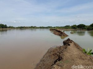 Tanggul Wedok Jebol, 24 Hektare Sawah Dua Desa Terendam Banjir Tanggul Wedok Jebol, 24 Hektare Sawah Dua Desa Terendam Banjir