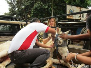 Begini Proses Penyelamatan Kuda Delman Bernasib Nahas di Menteng