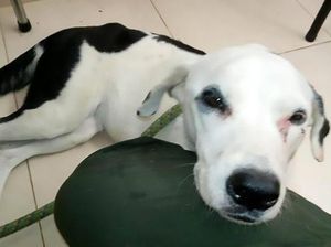 Heboh Klinik Hewan di Pluit yang Telantarkan Anjing sampai Tewas