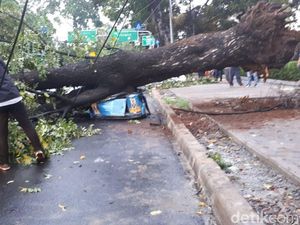 187 Pohon di Jakarta Tumbang Akibat Angin Kencang