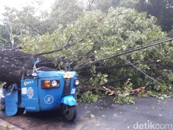 Pohon Tumbang di Samping Istiqlal Timpa 1 Motor dan 1 Bajaj