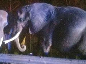 Truk Trailer Pengangkut Terbakar, Gajah Menunggu di Pinggir Jalan