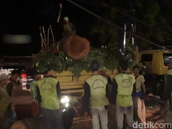 Pohon Tumbang Selesai Dievakuasi, Lalin Samping Istiqlal Dibuka