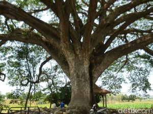 Ada Pohon Seperti Tree of Souls dalam Film Avatar di Rembang