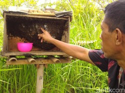 Madu Lebah Jawa Budidaya Sri Mardiyati Jadi Langganan Istana