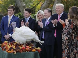 Foto: Saat Trump Ampuni Drumstick Si Kalkun Foto: Saat Trump Ampuni Drumstick Si Kalkun