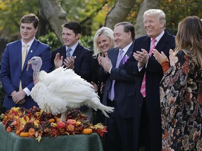 Foto: Saat Trump Ampuni Drumstick Si Kalkun