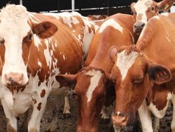 Teknologi Baru Bisa Menciptakan Hewan Ternak Sesuai Keinginan