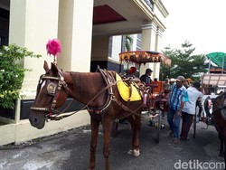 Kuda dari Berastagi Ikut Simulasi Kirab Kahiyang-Bobby di Medan