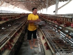 Harga Telur Stabil, Ini Kata Peternak Ayam di Blitar