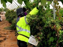 Tak Berdayanya Pekerja Asing di Australia