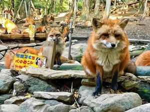 Bukan Orang, Desa Ini Dihuni oleh Ratusan Rubah