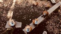 Foto: Desa yang Penghuninya Rubah di Jepang, Gemas Nggak?