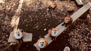Foto: Desa yang Penghuninya Rubah di Jepang, Gemas Nggak?