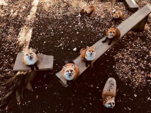 Foto: Desa yang Penghuninya Rubah di Jepang, Gemas Nggak?