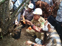 Liburan ke Riau, Bawa Buah Ini Sebagai Oleh-oleh