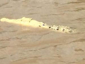 Penampakan Buaya Putih Hebohkan Warga Australia