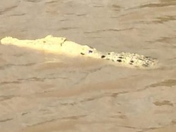 Penampakan Buaya Putih Hebohkan Warga Australia