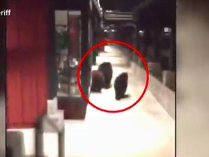 Video: 3 Beruang Terekam Kamera Berkeliaran di Pertokoan California