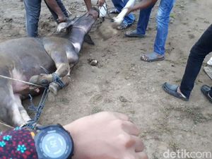 Disaksikan Raja, 1 Kerbau Dipotong di Pesta Adat Kahiyang-Bobby