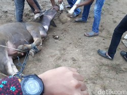 Disaksikan Raja, 1 Kerbau Dipotong di Pesta Adat Kahiyang-Bobby