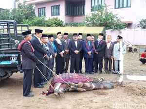 Tetua Adat Kumpul di Prosesi Potong Kerbau untuk Kahiyang-Bobby