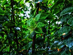 Alam memberikan kesegaran