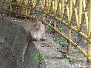 Begini Kisah Santri Dikutuk Jadi Kera di Petilasan Sunan Kalijaga