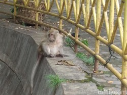 Begini Kisah Santri Dikutuk Jadi Kera di Petilasan Sunan Kalijaga