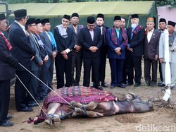 Prosesi Adat Potong Kerbau Kahiyang-Bobby