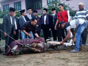 Foto: Detik-detik Pemotongan Kerbau untuk Pesta Adat Kahiyang-Bobby