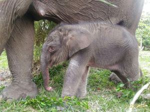 Kabar Gembira, 1 Anak Gajah Lahir di Taman Nasional Tesso Nilo Riau