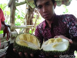 Begini Nikmatnya Durian Criwik dari Rembang yang Bikin Nagih