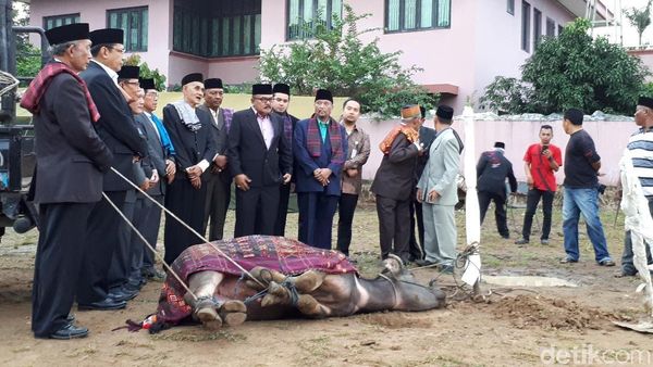 Foto: Prosesi Sembelih Kerbau di Pesta Adat Kahiyang-Bobby