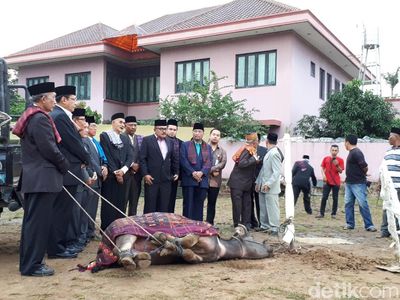 Foto: Prosesi Sembelih Kerbau di Pesta Adat Kahiyang-Bobby