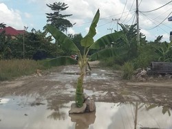 Jalanan di Ibu Kota Kaltara Rusak, Warga Tanam Pohon Pisang