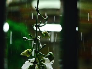 Petrichor