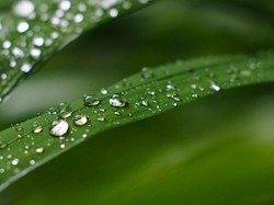 Rumputku Lebih Hijau dari Rumput Tetangga