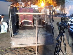 Berkain Ulos, Ini Kerbau yang Disembelih untuk Prosesi Adat Kahiyang