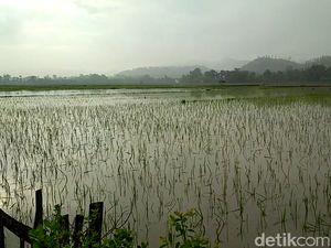 40.000 Hektar Sawah Terendam Banjir Tahun Lalu