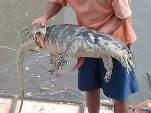 Biawak yang Ditemukan di Sungai Ciliwung Dipelihara Warga Biawak yang Ditemukan di Sungai Ciliwung Dipelihara Warga