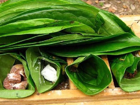 Cara Mudah Membuat Hand Sanitizer dari Daun Sirih
