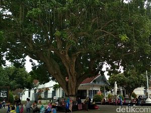 Pohon Gada Ini Hanya Ada di Tiga Tempat di Indonesia Pohon Gada Ini Hanya Ada di Tiga Tempat di Indonesia