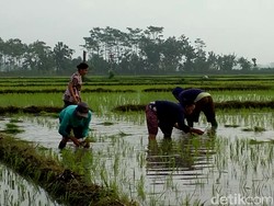 Jokowi Antisipasi Dampak Cuaca Ekstrem pada Produksi Pangan