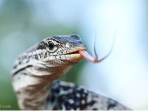 Potret Hewan Buas Mengagumkan Karya Bocah 13 Tahun