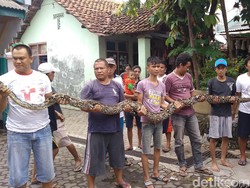 Kisah Rizki yang Selamat dari Lilitan Ular Sanca 4 Meter di Cirebon