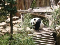Senangnya Wakil PM China ke Taman Safari Lihat Panda Lebih Gemuk